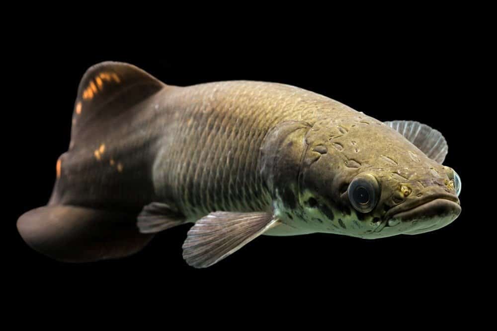 Arapaima amazon fish large juvenile arapaima leptosoma underwater aquarium