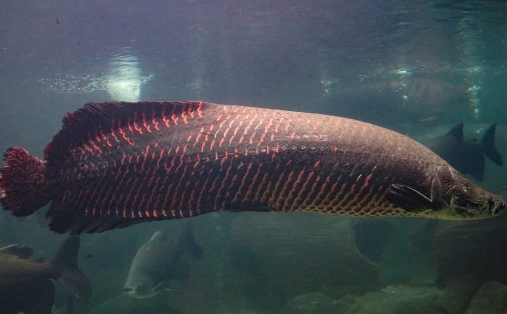Pirarucu (Arapaima gigas) one largest freshwater fish and river lakes in Brazil