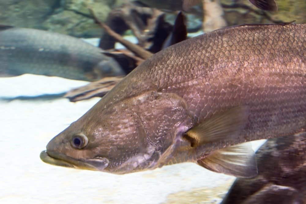 Arapaima gigas, also known as pirarucu, is a species of arapaima native to the basin of the Amazon River.