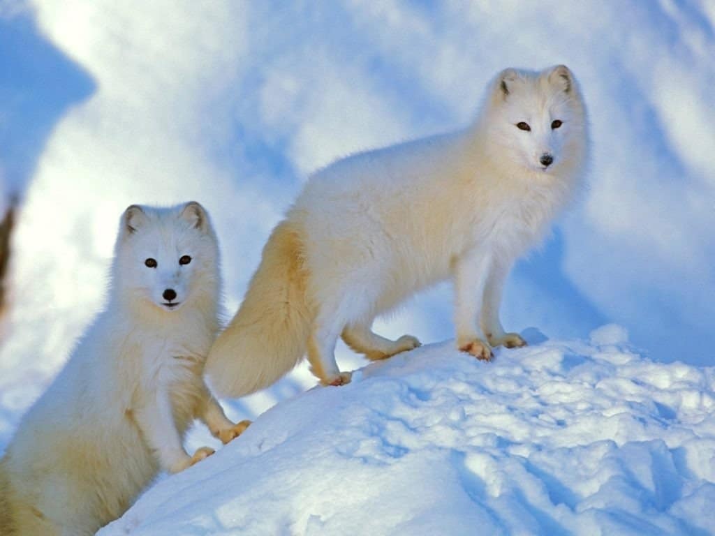 สุนัขจิ้งจอกอาร์กติกคู่หนึ่งยืนอยู่ด้วยกันบนเนินหิมะ ตื่นตัว