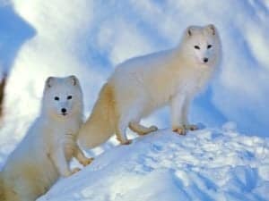 What Do Arctic Foxes Eat? Picture
