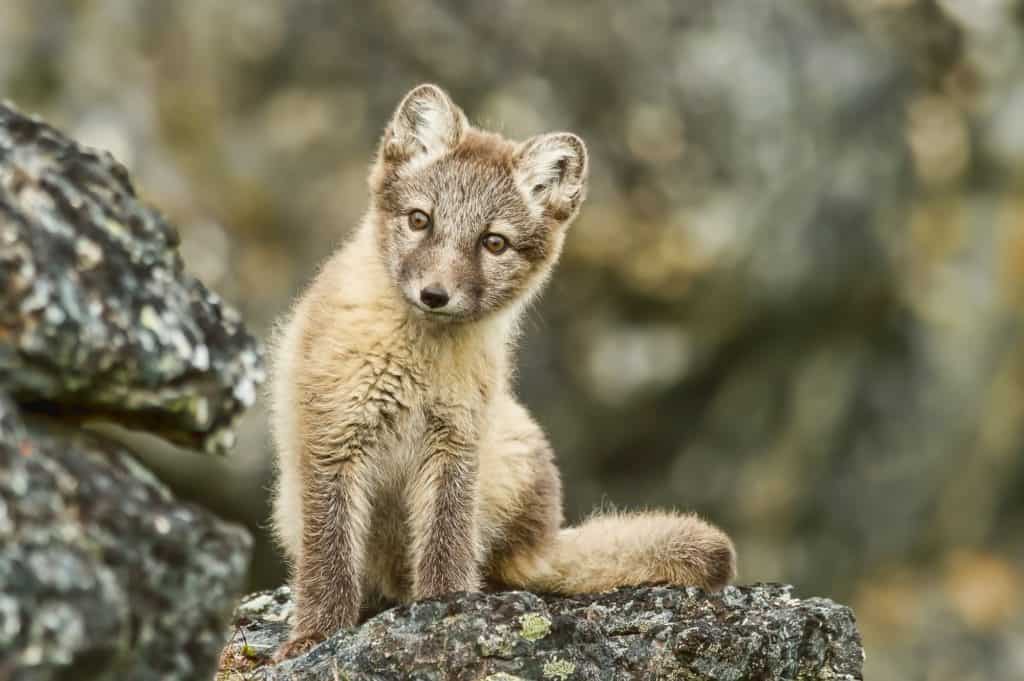 Young arctic fox looking curiously at Svalbard in summer