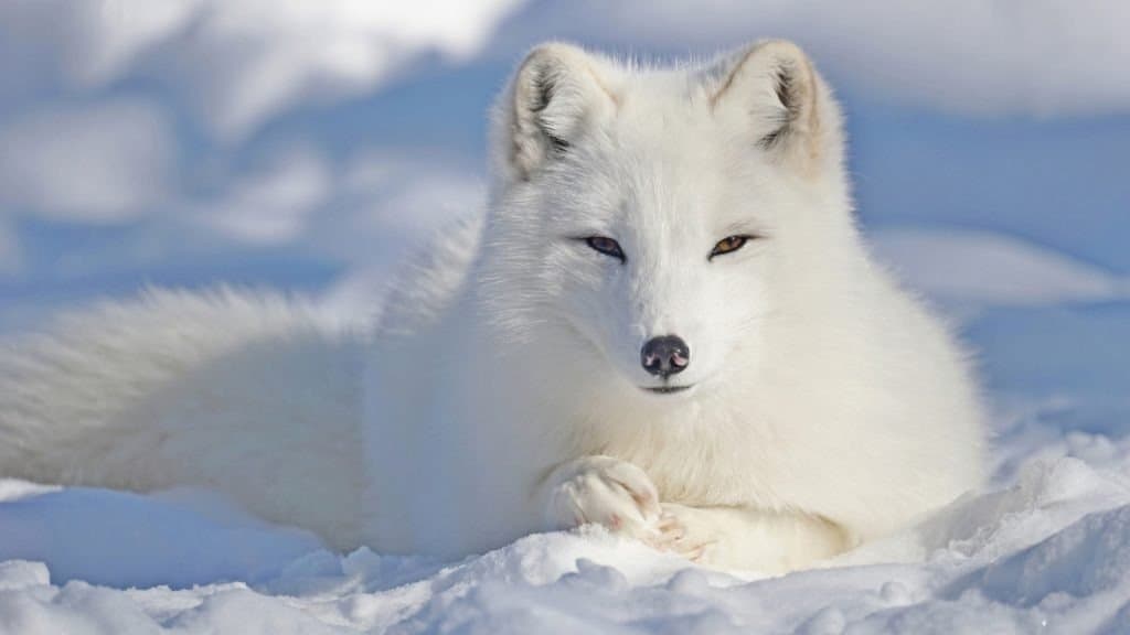 A white arctic fox.