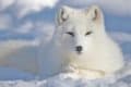 Arctic Fox (Vulpes lagopus) | AZAnimals.com