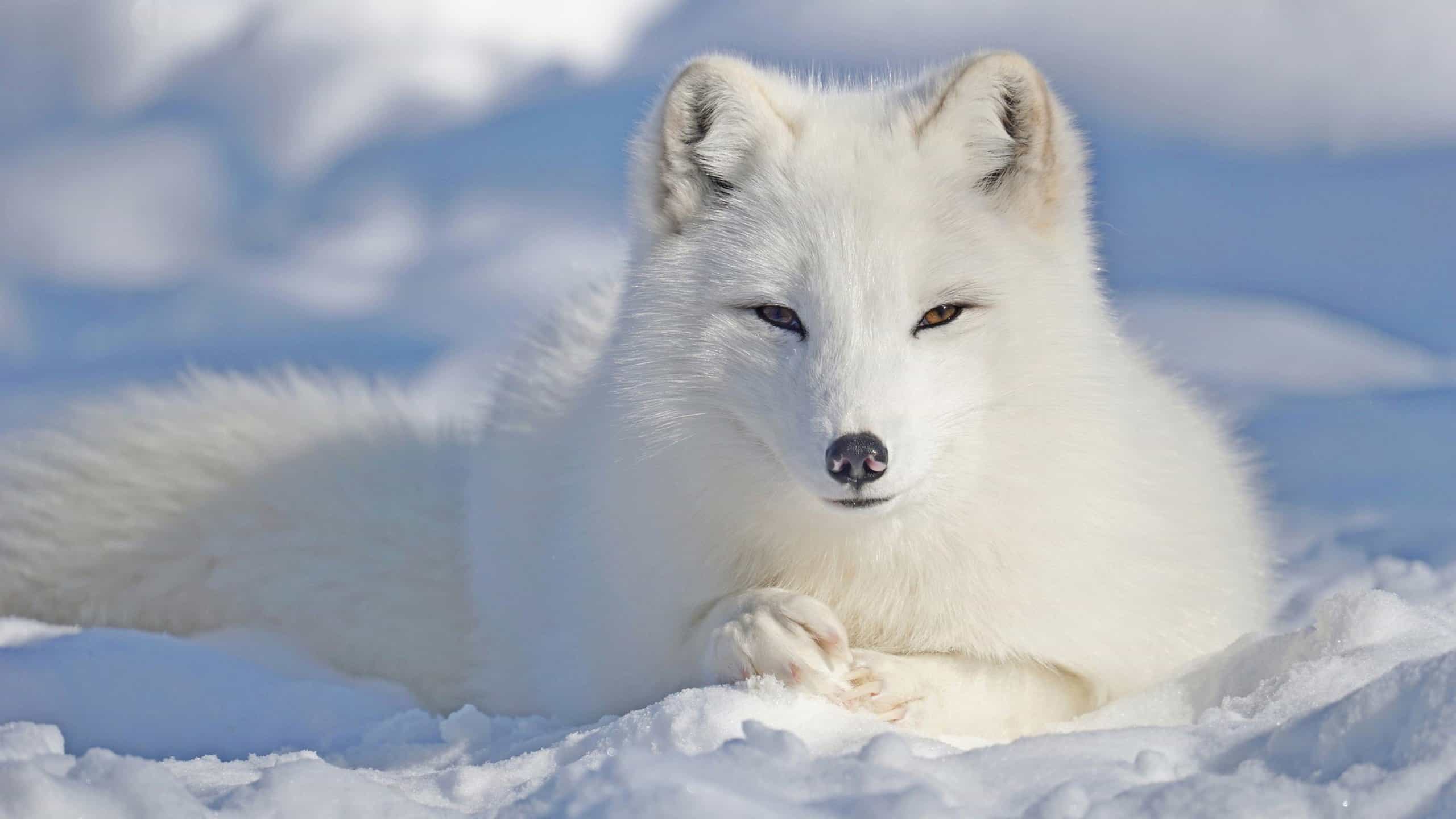 where does the arctic fox live in the world? And More Arctic Fox Facts
