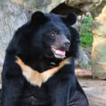 Asiatic black bear