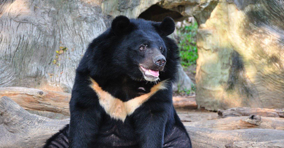 Asiatic black bear habitat to shrink by area the size of Belgium
