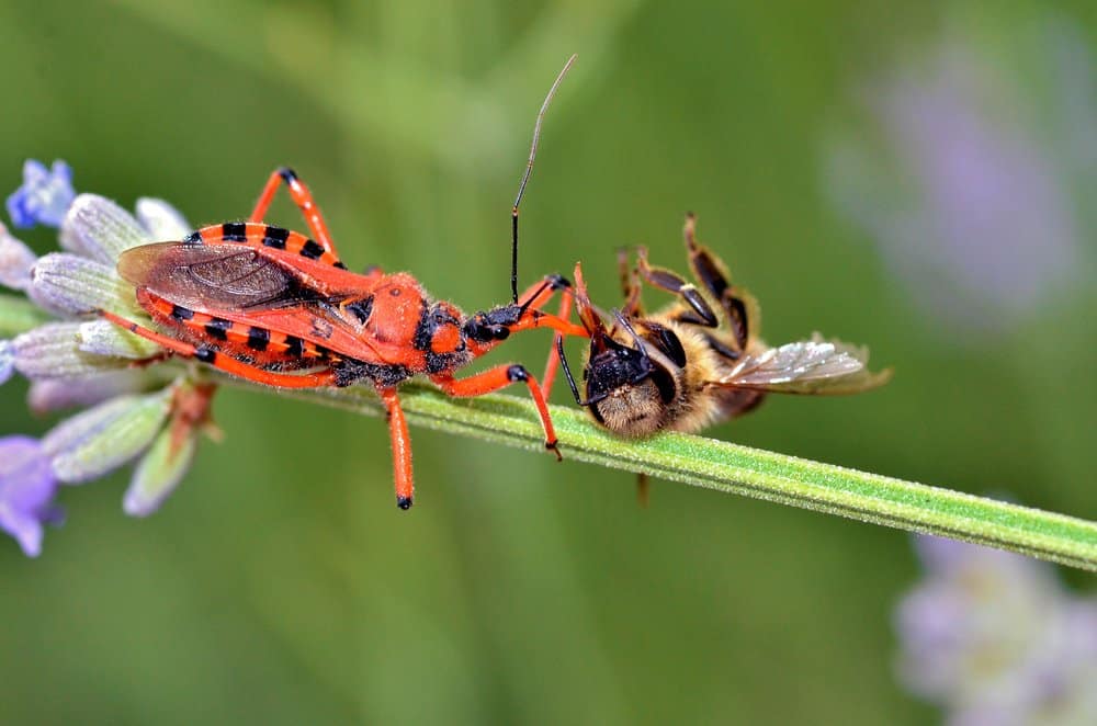 Assassin Bug (Reduviidae)