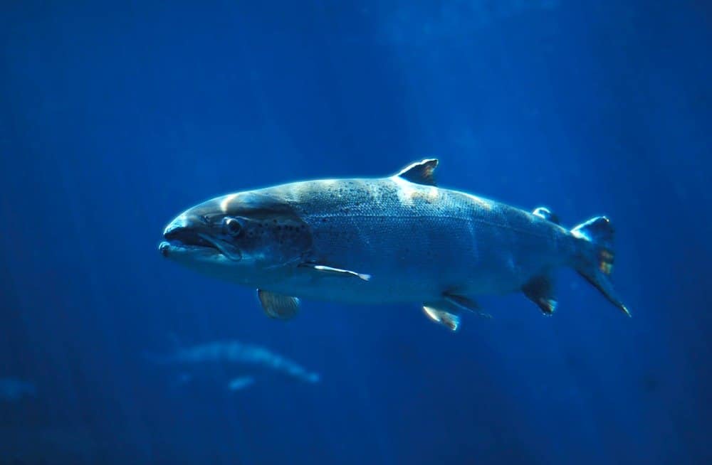 Atlantic salmon swimming underwater