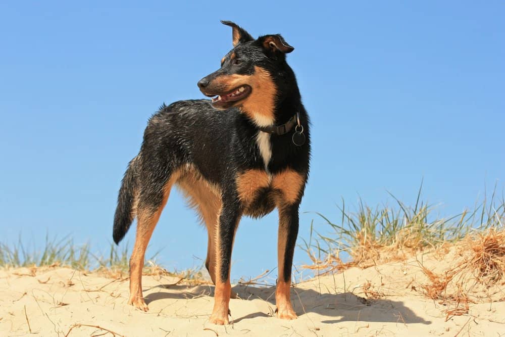 Australian Kelpie Dog (Canis familiaris) - on sand dune