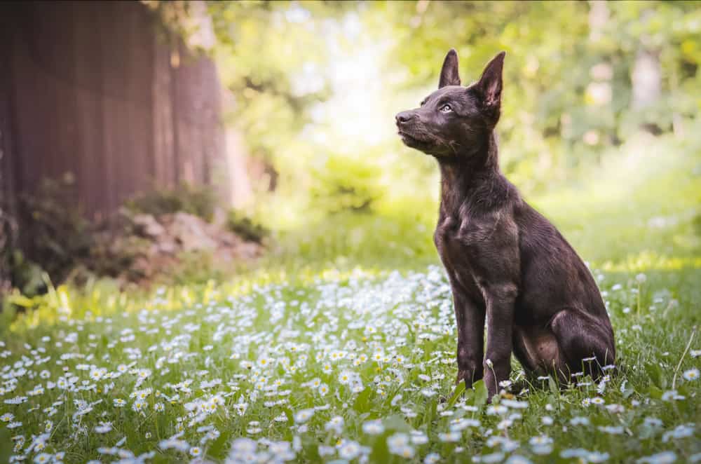 Australian kelpies have the face of a cat especially when they're puppies.