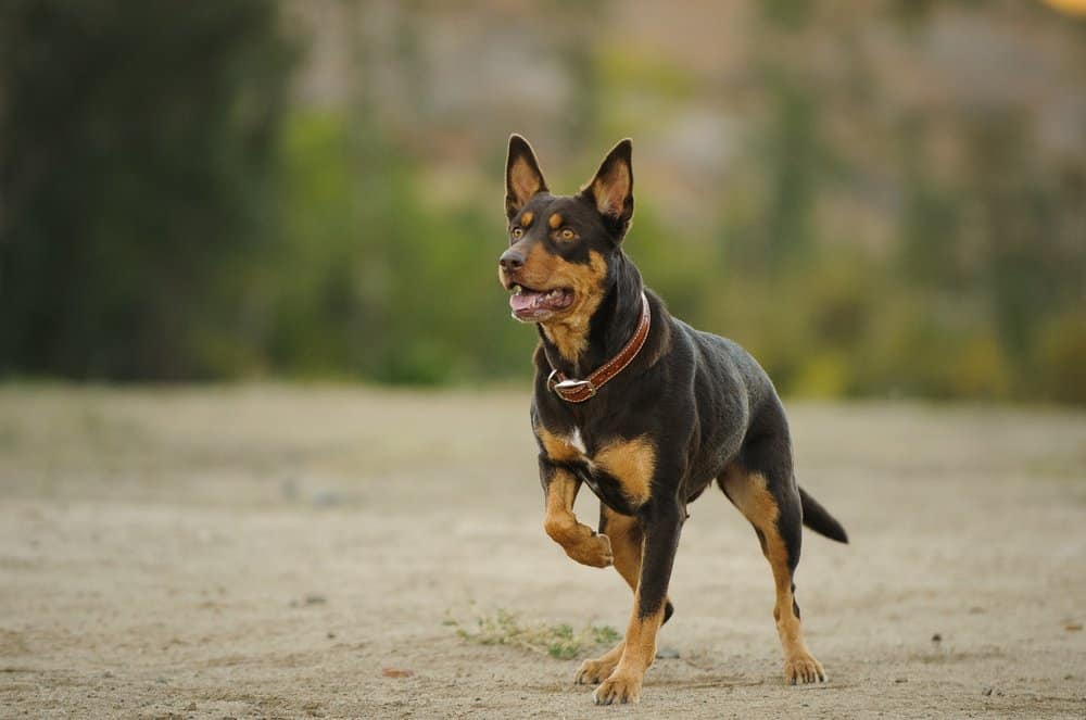 Kelpie sales dog traits