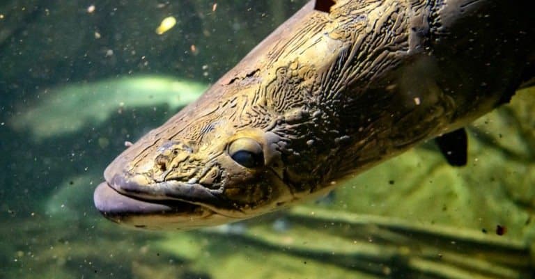Australian lungfish