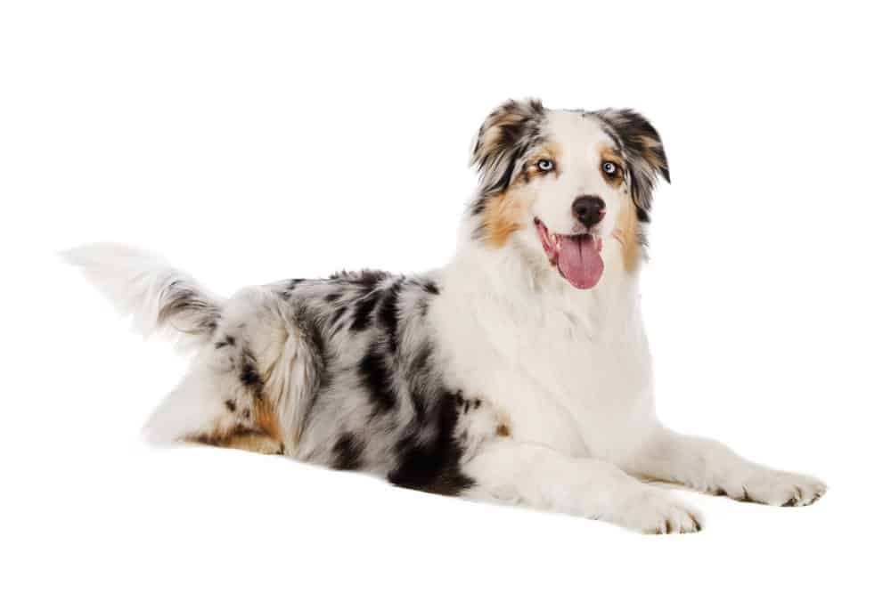 An Australian shepherd seated on a white isolated background. 