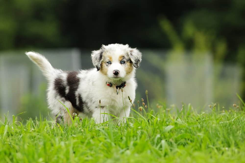 Australian Shepherd (Canis familiaris) - australian shepherd puppy