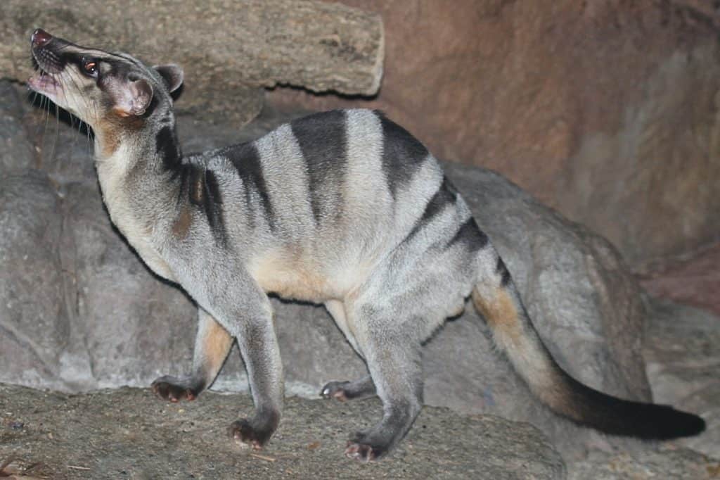 Banded palm civet
