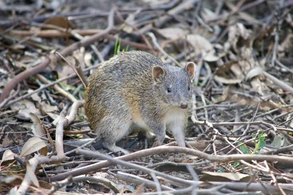 A small bandicoot animal crouching in twigs and leaves.