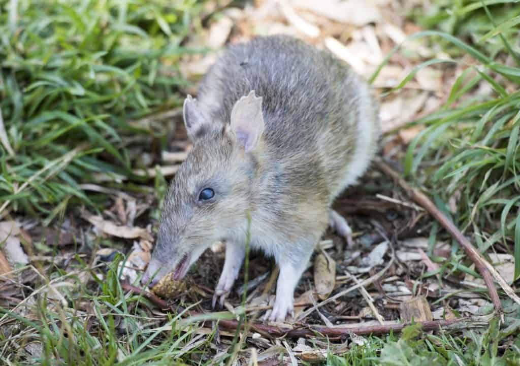 Eastern Barred Bandicoot in Tasmania, Australia