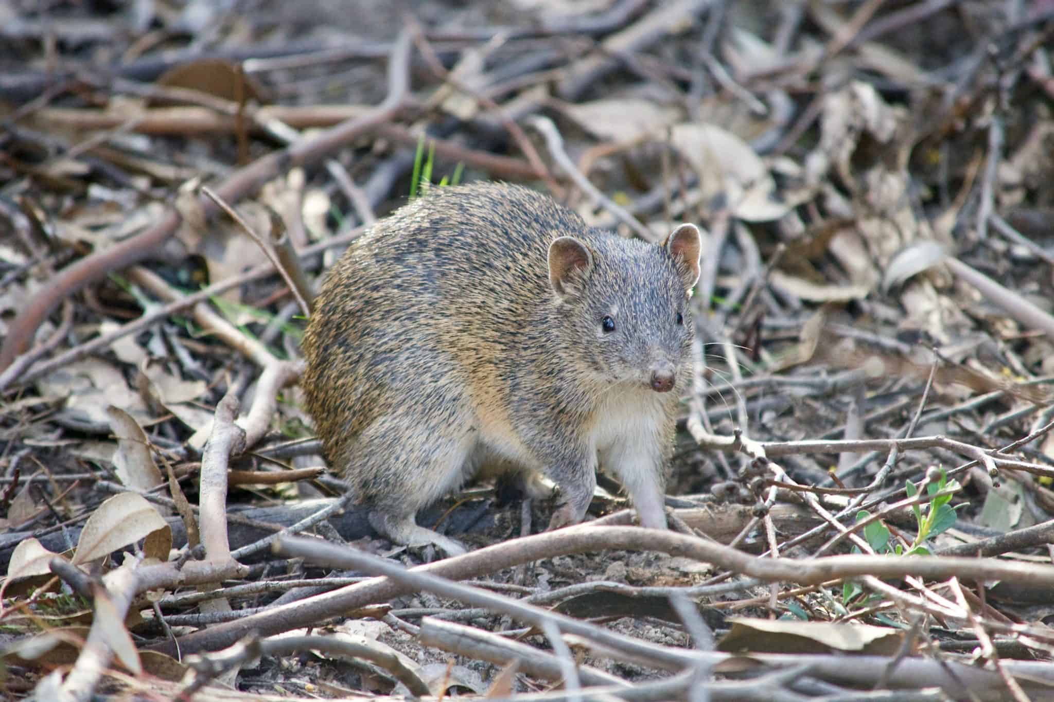 Bandicoot Animal Facts - Perameles - A-Z Animals