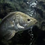 Barramundi