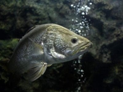 A Barramundi Fish