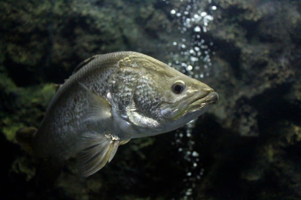 Barramundi (Lates calcarifer)