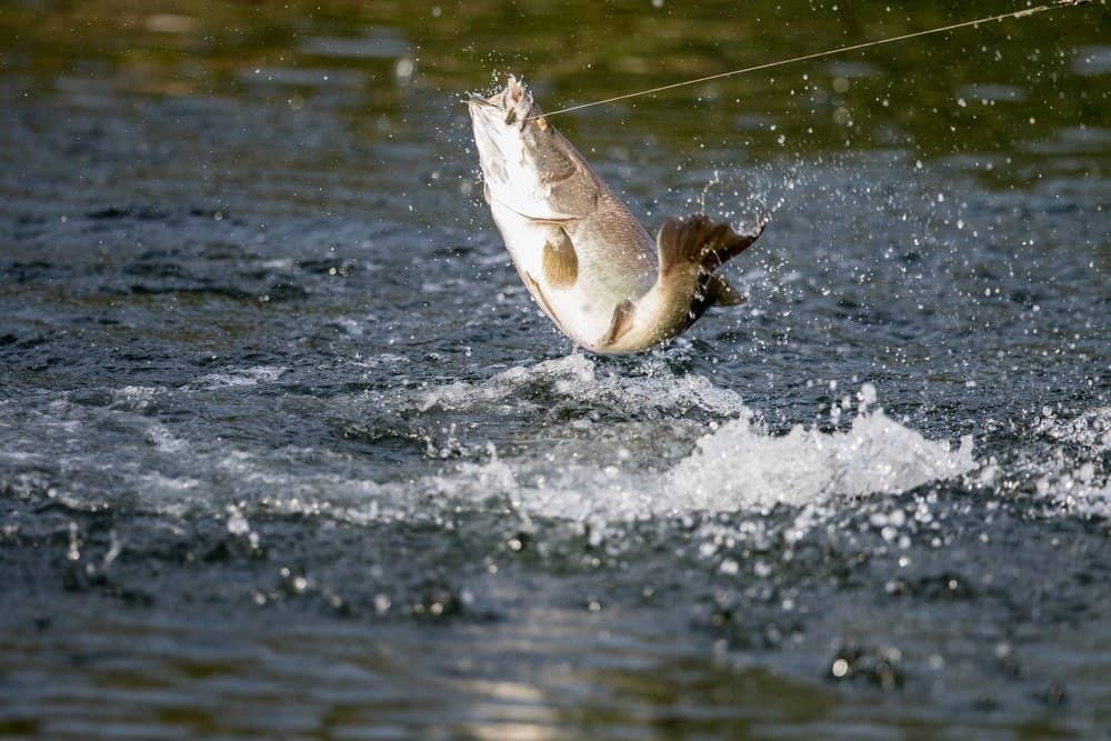 Barramundi jumps into the air when it is hooked by a fisherman fishing