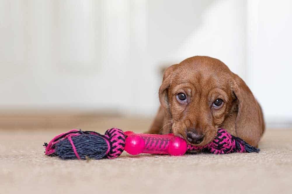 Basset Fauve de Bretagne puppy chewing on a pink rope toy.