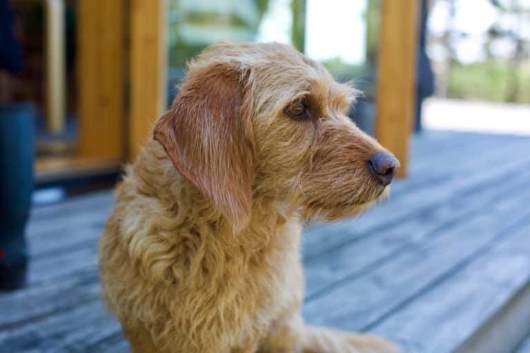 Basset fauve de Bretagne dog profile, sitting on patio.