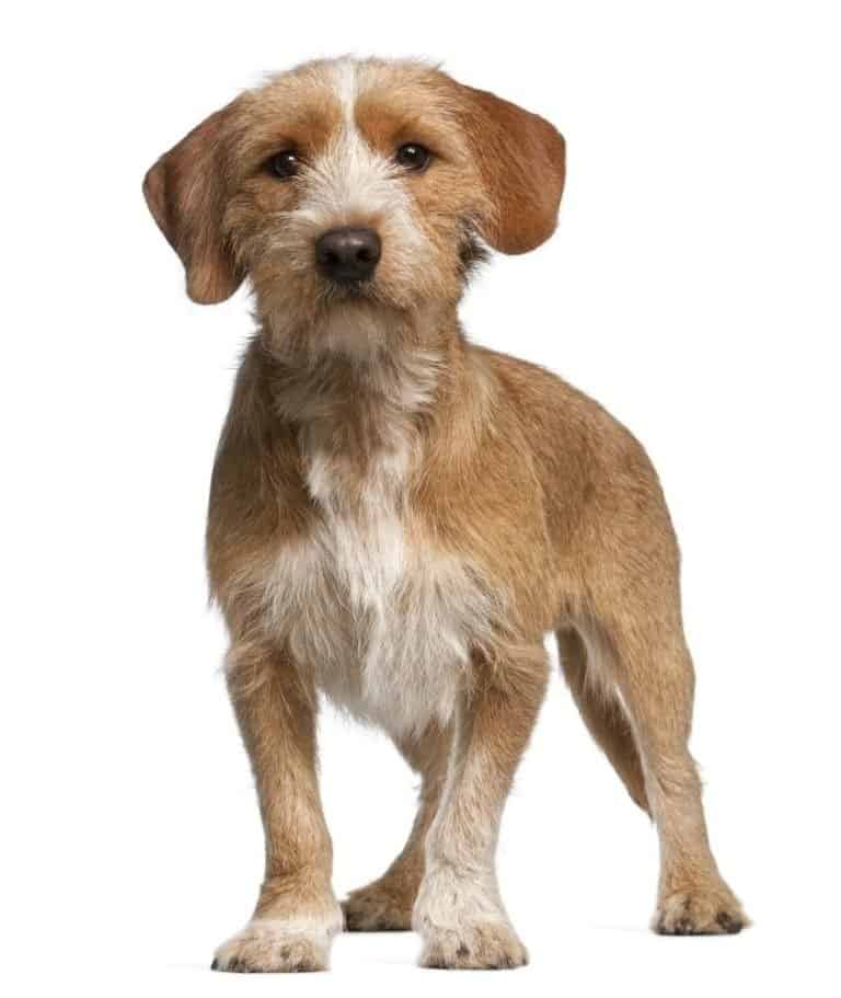 Basset Fauve de Bretagne, standing in front of white background
