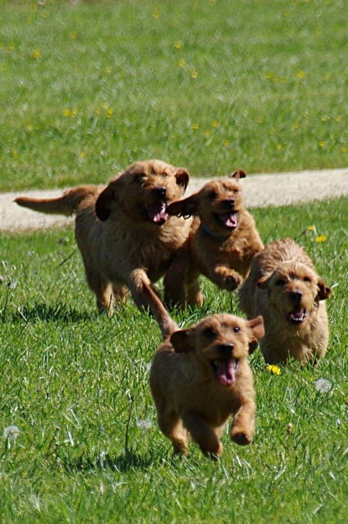 Group of Basset Fauve de Bretagne dogs playin