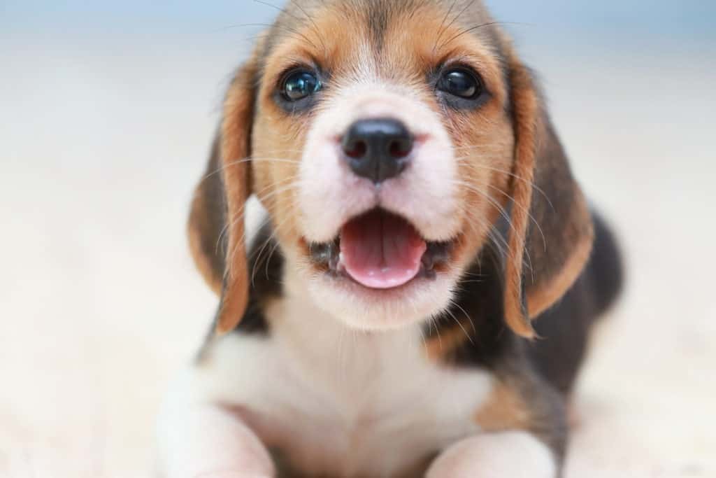 Beagle Puppy