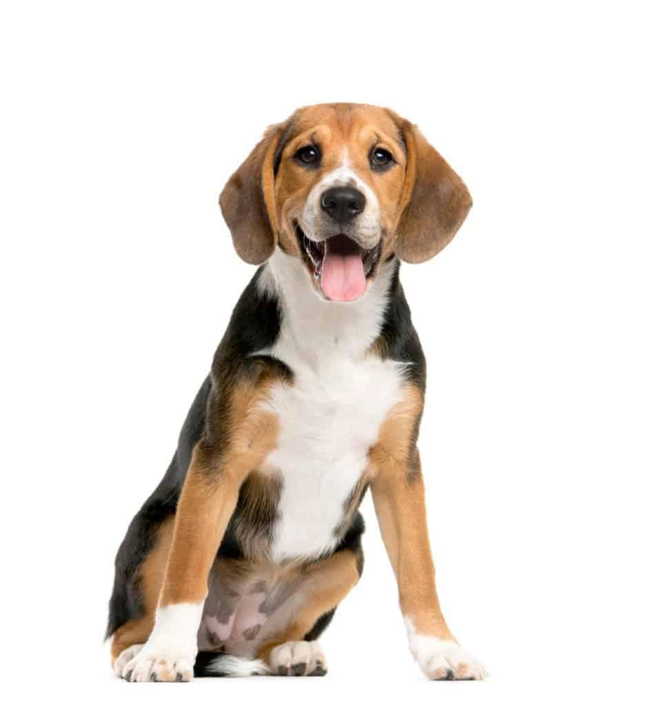 Beagle with white background