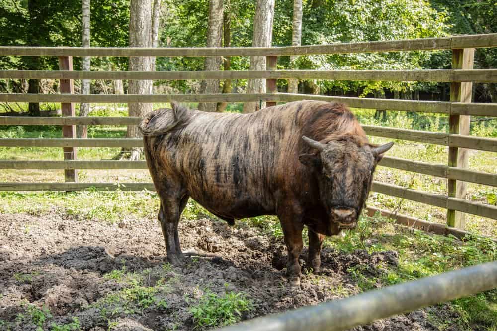 Bison (Bos taurus X Bison bison) animal hybrid of buffalo and cow