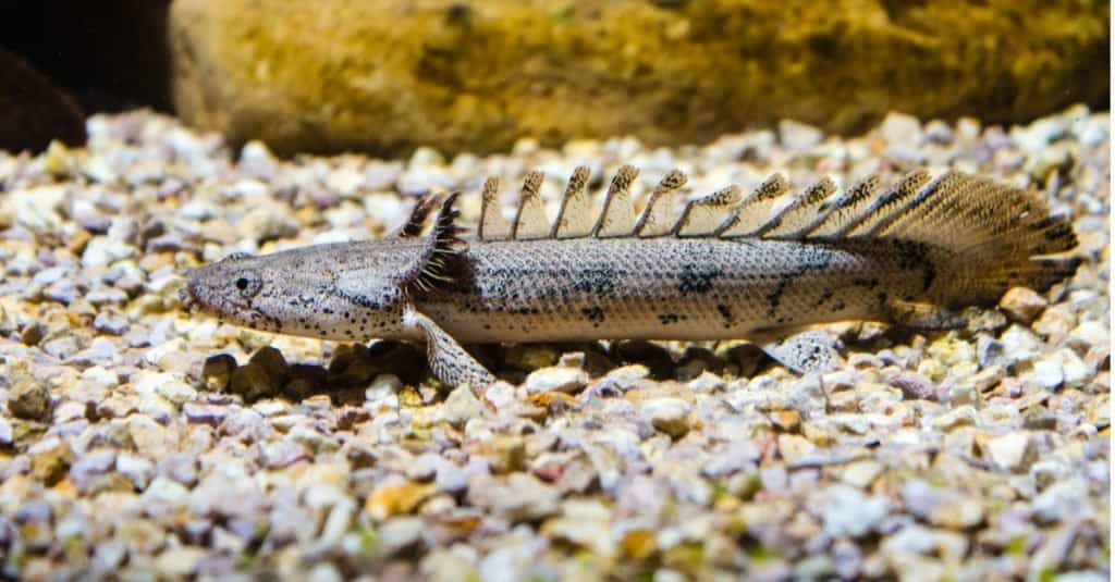 Armoured Bichir or Banded Bichir (Polypterus delhezi) ornamental fish from Congo river