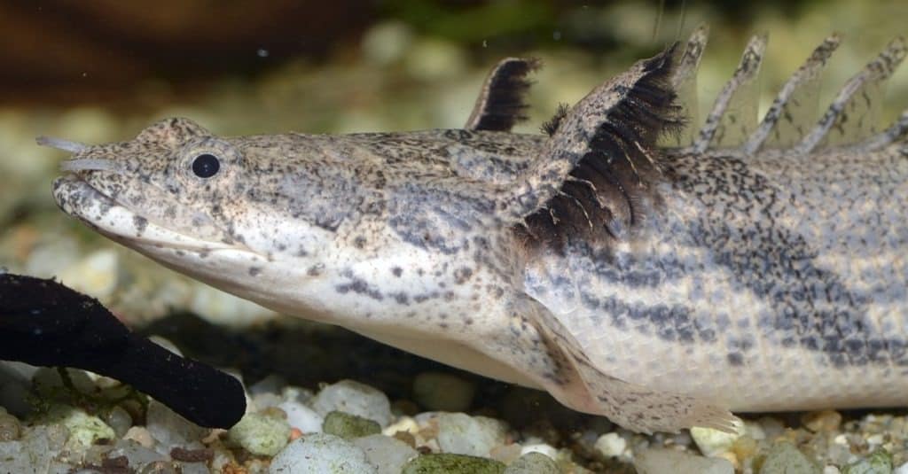 Ornate Bichir