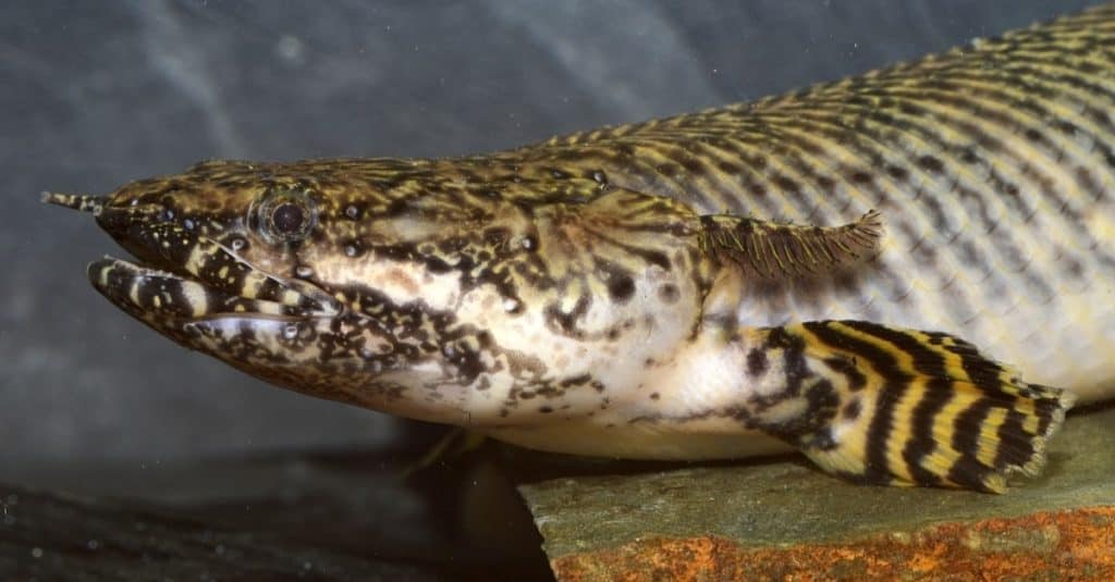 Polypterus ornatipinnis (the ornate bichir), a freshwater fish in the bichir family (Polypteridae) found in Lake Tanganyika and the Congo River basin in Central and East Africa