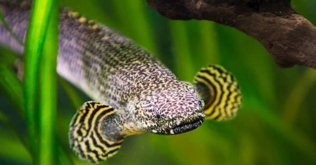 Ornate bichir fish. This fish is found in nature in the waters of West and Central Africa