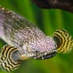 Snakefish
