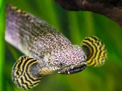 A Ornate Bichir