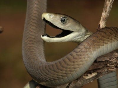 A Discover the Largest Black Mamba Snake Ever Recorded!
