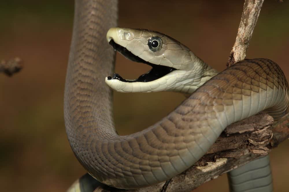 green mamba eating