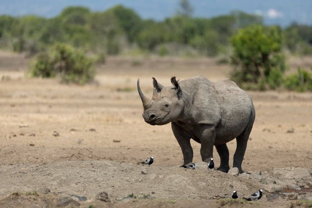 Black Rhinoceros (Diceros Bicornis) - walking through plains