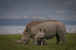 See an Adorable Baby Rhino Flex Its Little Muscles and Charge a Much Larger Safari Jeep Picture