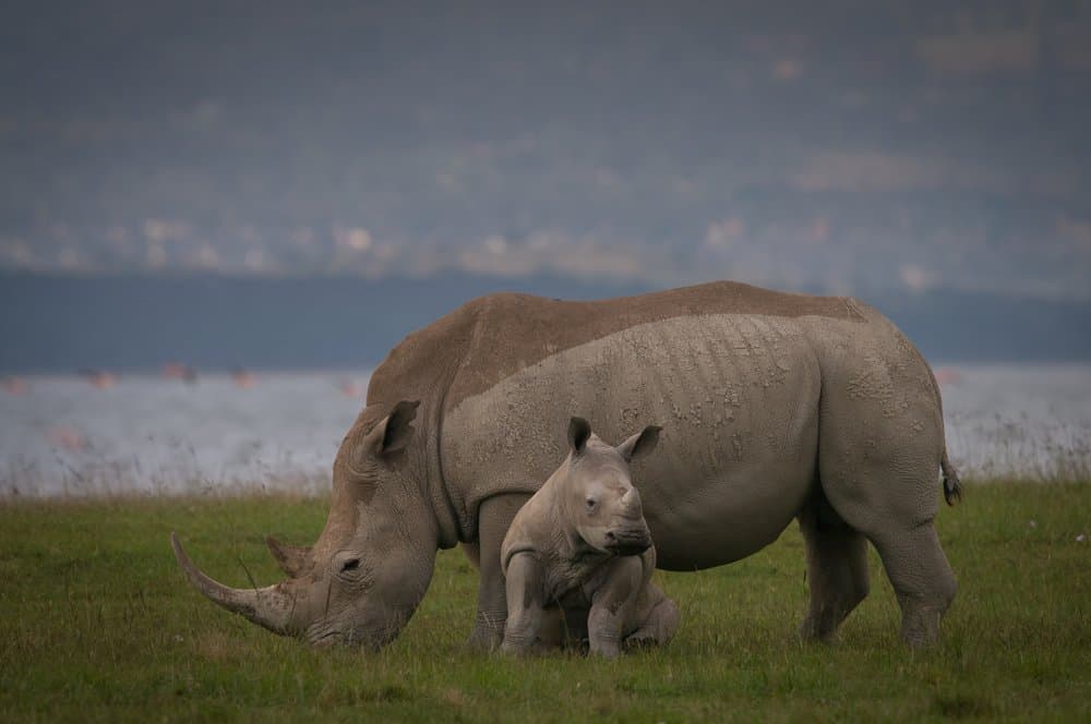 Black Rhinoceros (Diceros Bicornis) - with baby