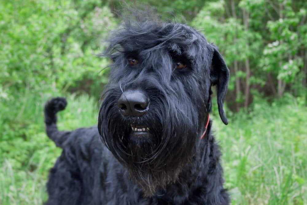 Black Russian Terrier close-up