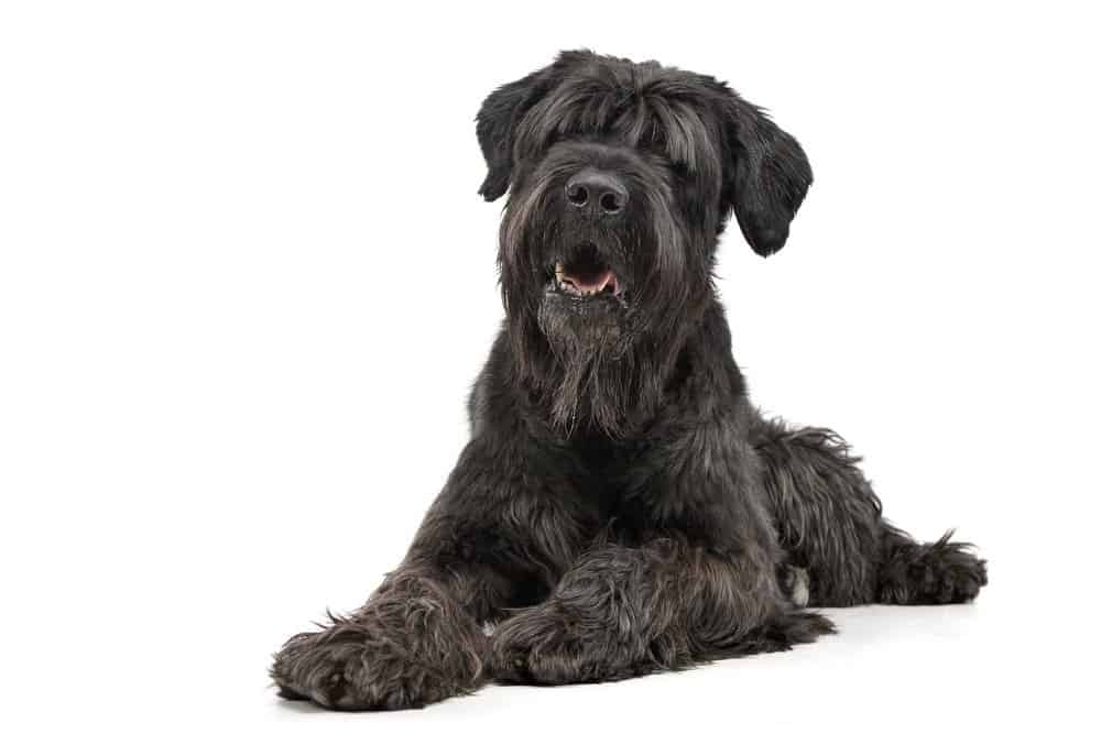 Black Russian Terrier isolated on a white background