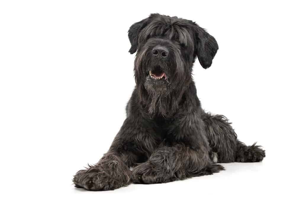 how much does a black russian terrier eat