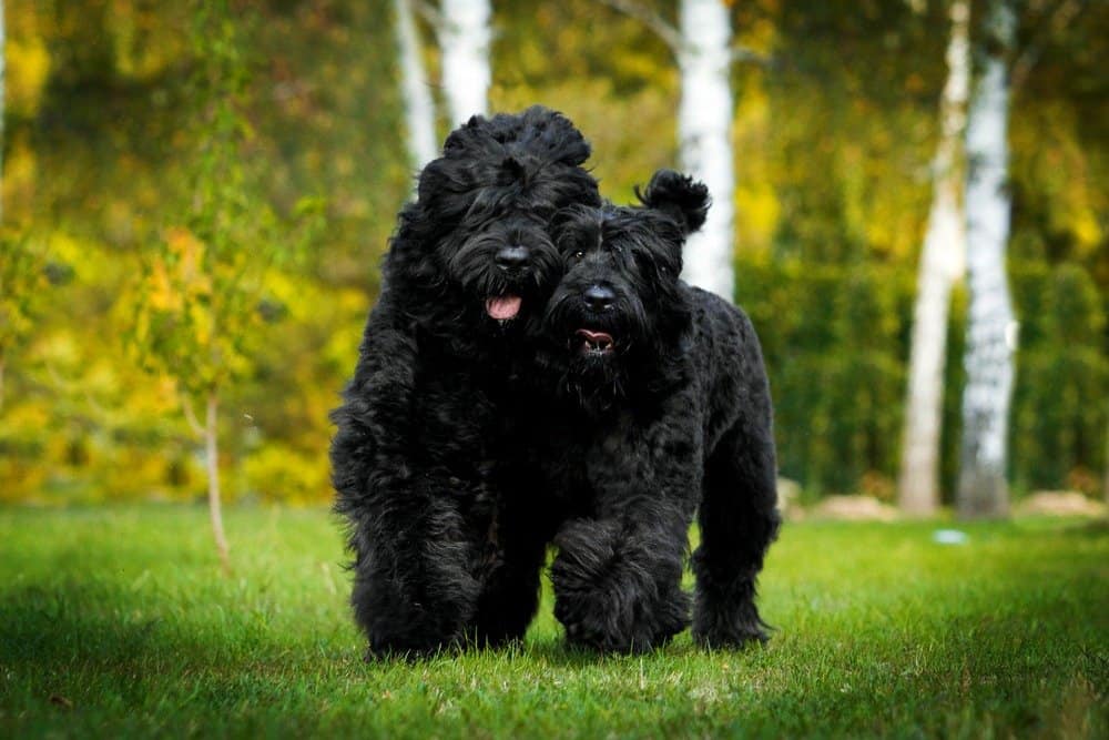 Two Black Russian Terriers