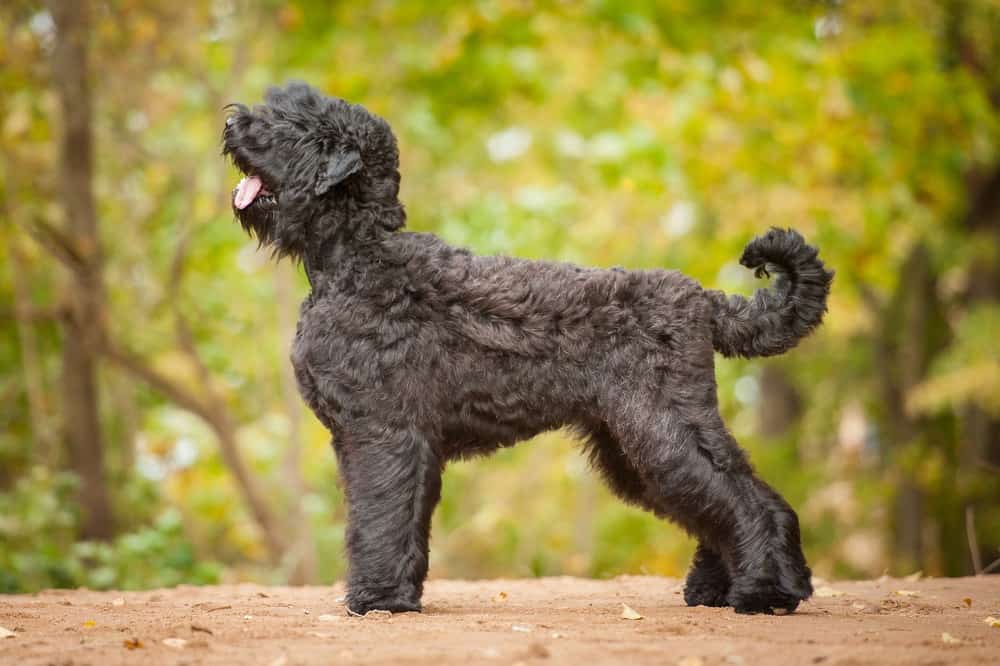 A Black Russian Terrier profile shot